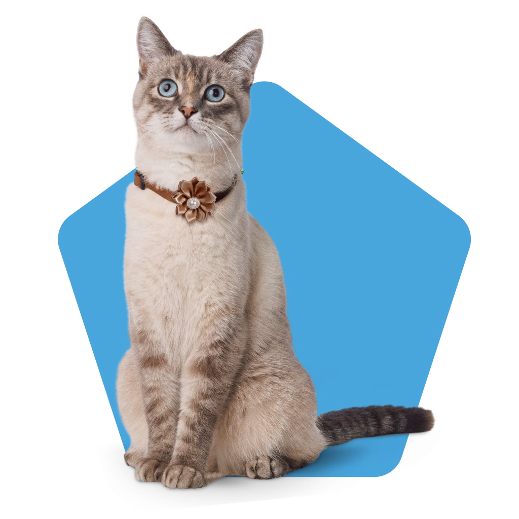Cat wearing collar